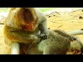 Mum Tara Monkey Was Giving Best Grooming For Baby Titan Baby Thona Monkey Will Be Jalous When He See