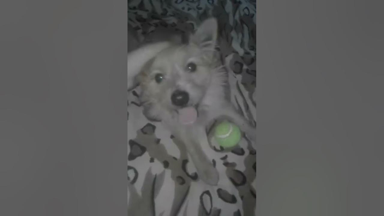 Собачий кайф!♡ - YouTube