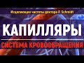 СОСУДЫ И КАПИЛЛЯРЫ💡КВАНТОВОЕ ИСЦЕЛЕНИЕ ЗВУКОМ КРОВООБРАЩЕНИЯ, СЕРДЦА (ГЦ)