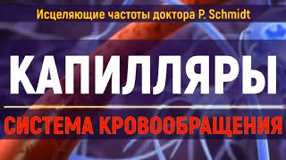 СОСУДЫ И КАПИЛЛЯРЫ💡КВАНТОВОЕ ИСЦЕЛЕНИЕ ЗВУКОМ КРОВООБРАЩЕНИЯ, СЕРДЦА (ГЦ)