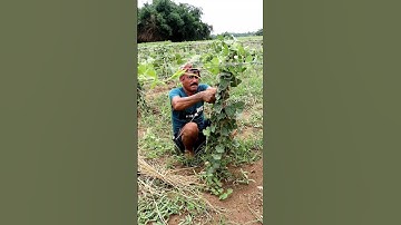 Guiding Pointed Gourd Plants into Frame #shorts