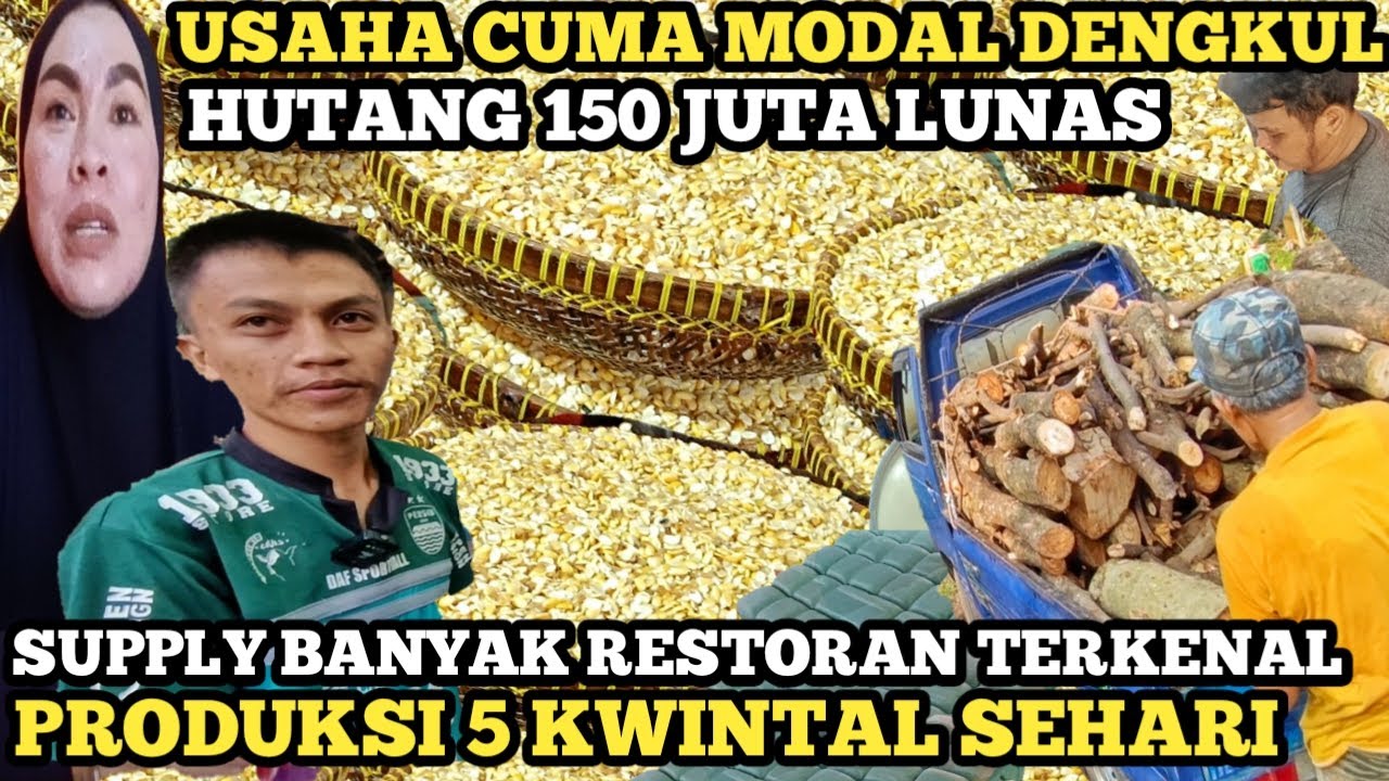 USAHA MODAL DENGKUL HUTANG 150 JUTA LUNAS PRODUKSI 5 KWINTAL SEHARI usaha-modal-dengkul-hutang-150-juta-lunas-produksi-5-kwintal-sehari