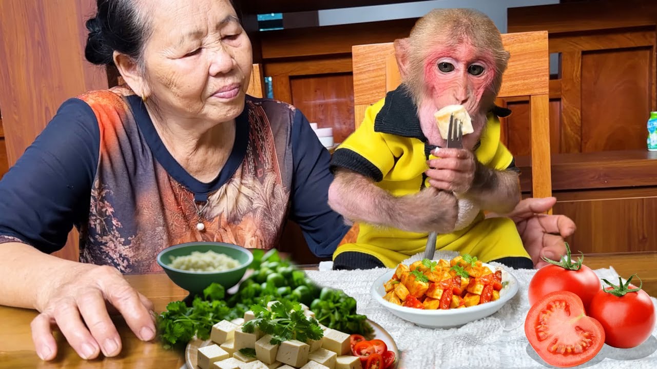 So Cute! Monkey Bibi Was So Happy When His Grandmother Cooked Her Favorite Tofu Dish