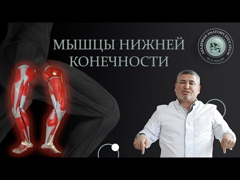 Видео: Мышцы нижней конечности / Muscles of the lower extremity