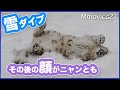 雪と戯れダイブするユキヒョウが美しすぎる~Snow Leopard in snow