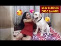 COCO & ANGEL NEEDS LOVE | MUM GIVES LOTS OF CUDDLES | WATCH THE LOVABLE VIDEO TILL THE END | 🐕‍🦺💖👩💖🐩