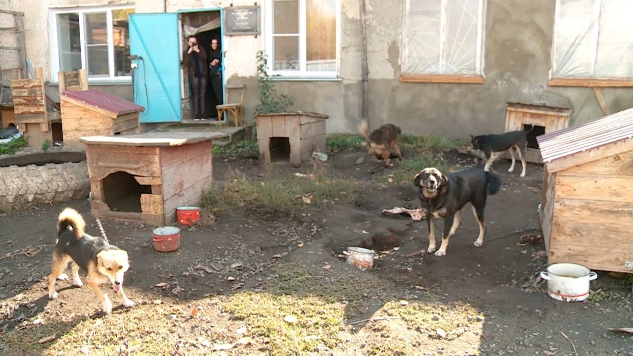 Собака в многоэтажке. Собака в многоэтажке
