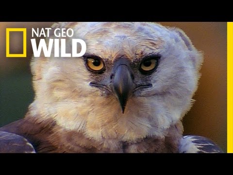 Beware The Harpy! | Peru's Wild Kingdom