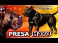 MOLOSO PRESA MAYO || Toda La Verdad Acerca De Esta Nueva Raza  de Perros