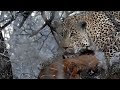 SafariLive Oct 21 - Four Leopards, two kills and a laughing Hyena!