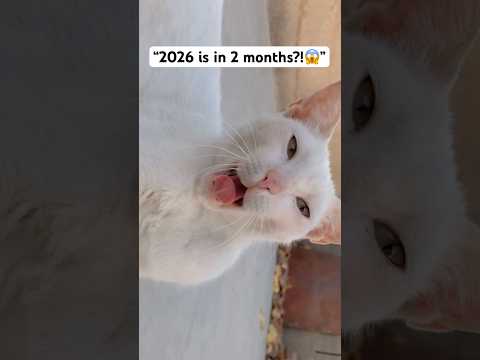Guys 2026 Is In 2 Months Comedy Funny 2026 Cat Relatable Viral Trending Whatssofunny
