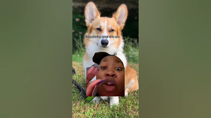 Disapproving corgi side eye #dogshorts #bombastic #corgis #sideeye