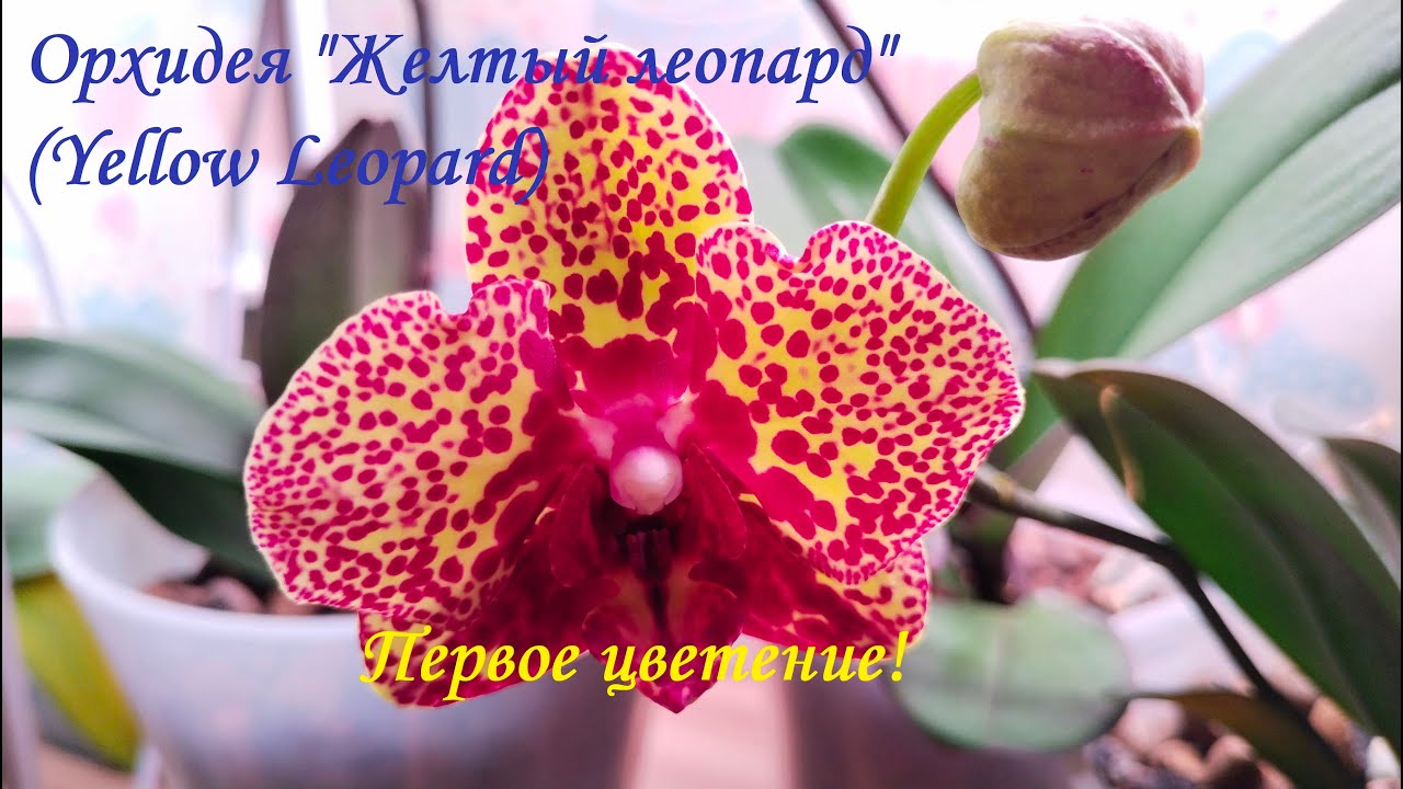 Орхидея "Желтый леопард" (Yellow Leopard). Первое цветение! - YouTube