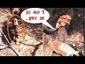 इन जानवरोंसे पंगा.. ना बाबा ना…| Don&#39;t Try To Mess With These Animals Part-121