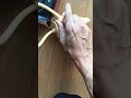 浣腸 動画写真9c