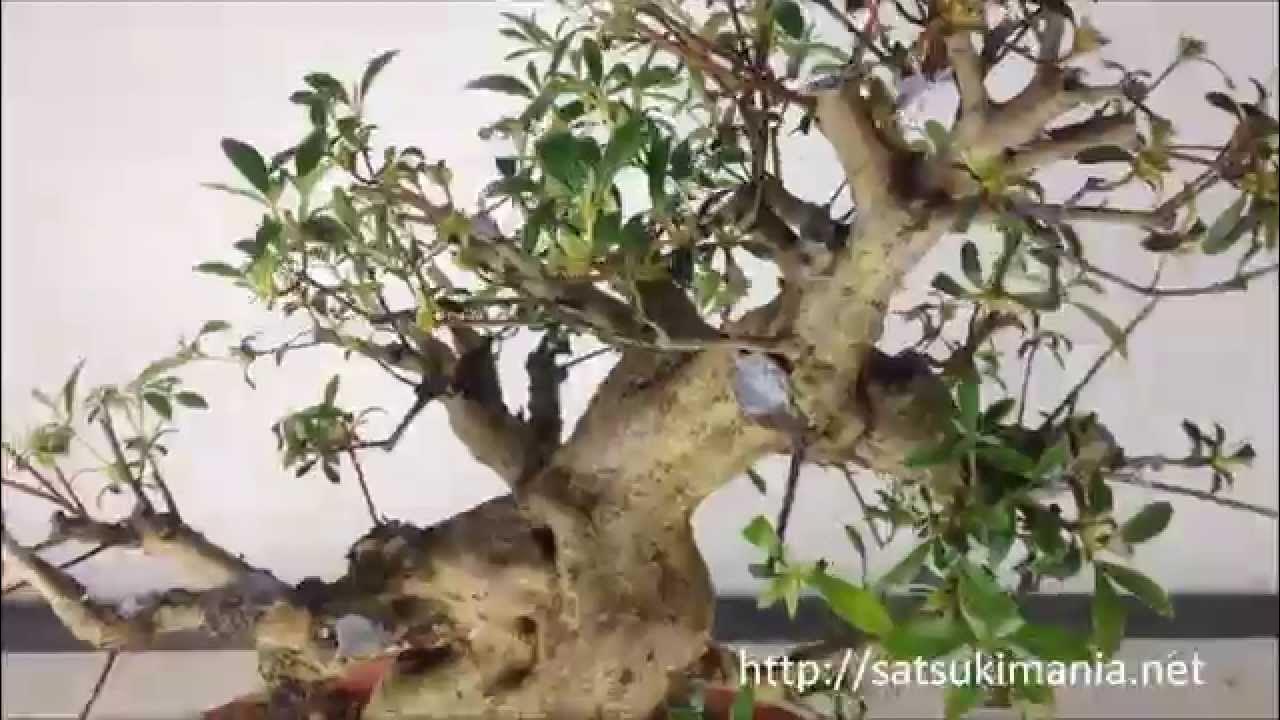 Pruning of Satsuki Azalea Bonsai "KOMEI" 皐月盆栽 晃明 YouTube