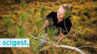 Understanding red needle cast in NZ forests (BDIS podcast series)