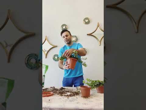 Hedera English Ivy, How to care, benefits, repotting and Propagating