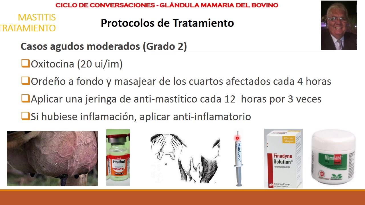 Mastitis Bovina Tratamiento Parte 6: Protocolos y Estrategias
