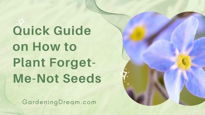How To Direct Sow Forget Me Not Seeds ~ Ep 78 