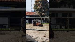 KUDA THB ( Thoroughbred ) ~ Bukittinggi ~ #horse
