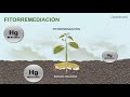 VIDEO 2_ HUEPETUHE   Diagnóstico   Proyecto   Desarrollo