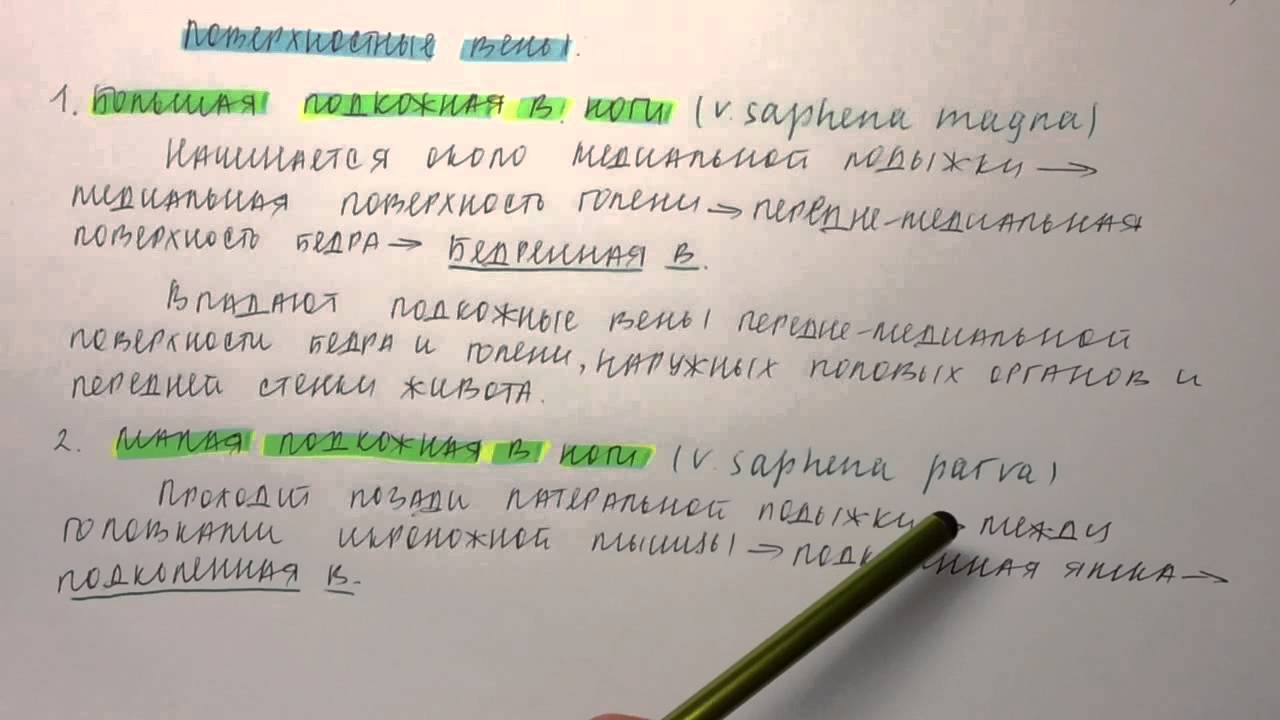 Билет 084. ПОВЕРХНОСТНЫЕ И ГЛУБОКИЕ ВЕНЫ НИЖНЕЙ КОНЕЧНОСТИ.