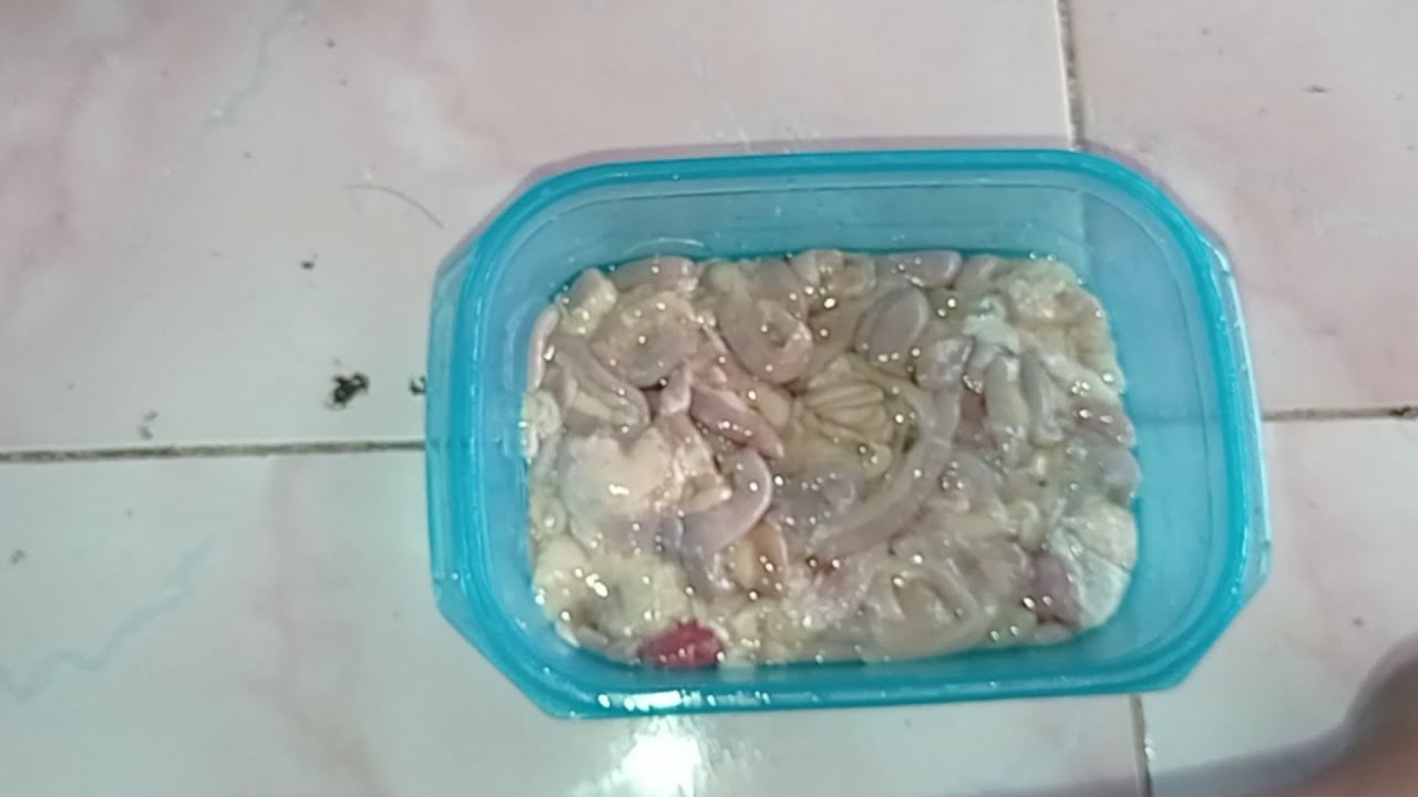 Pantesan Aja Umpan Ini Di Larang Di Galatama Lele Ternyata Sangat Gacor Kawan. Usus Ayam Utuh