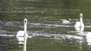 Swans 1