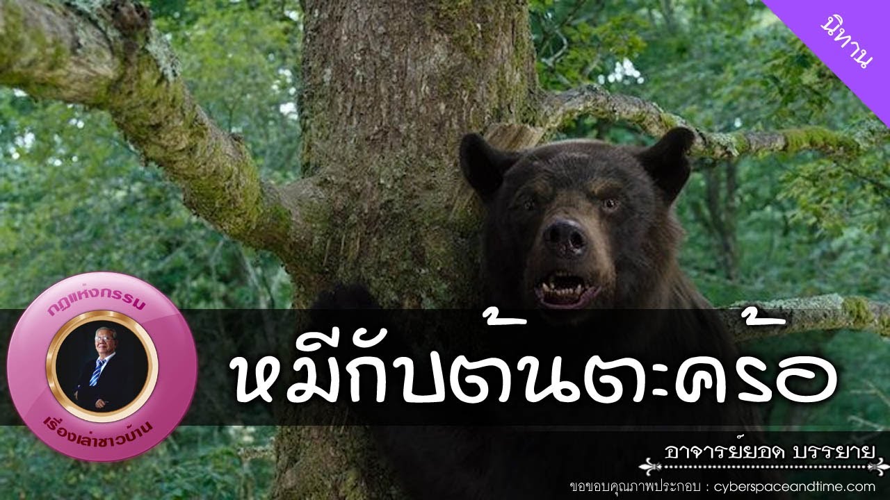 อาจารย์ยอด : หมีกับต้นตะคร้อ [นิทาน]