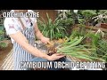 Complete Cymbidium Orchid Repotting. step by step guide