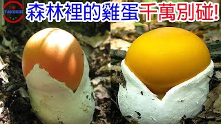 [生物放大鏡]森林裡真的會帶你上天堂的神秘'雞蛋' | 猛毒御三家的真面目 | 馬力歐最愛吃的食物真的存在嗎?
