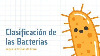 Classification of bacteria / According to Gram staining Classification of bacteria / According to Gram staining