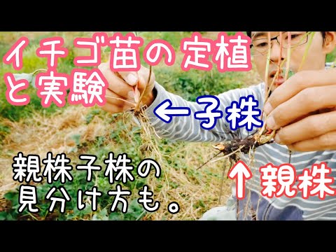 定植実験 イチゴの親株を移植しても育つのか 19年11月13日農業ユーチューバー Youtube