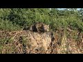 Jaguar Dispute, Northern Pantanal, Brazil, Aug 2023