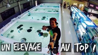 DES CENTAINES DE MILLIERS D EUROS DE POISSONS, FERME D'ELEVAGE DE RAIES !! VLOG TOOPET