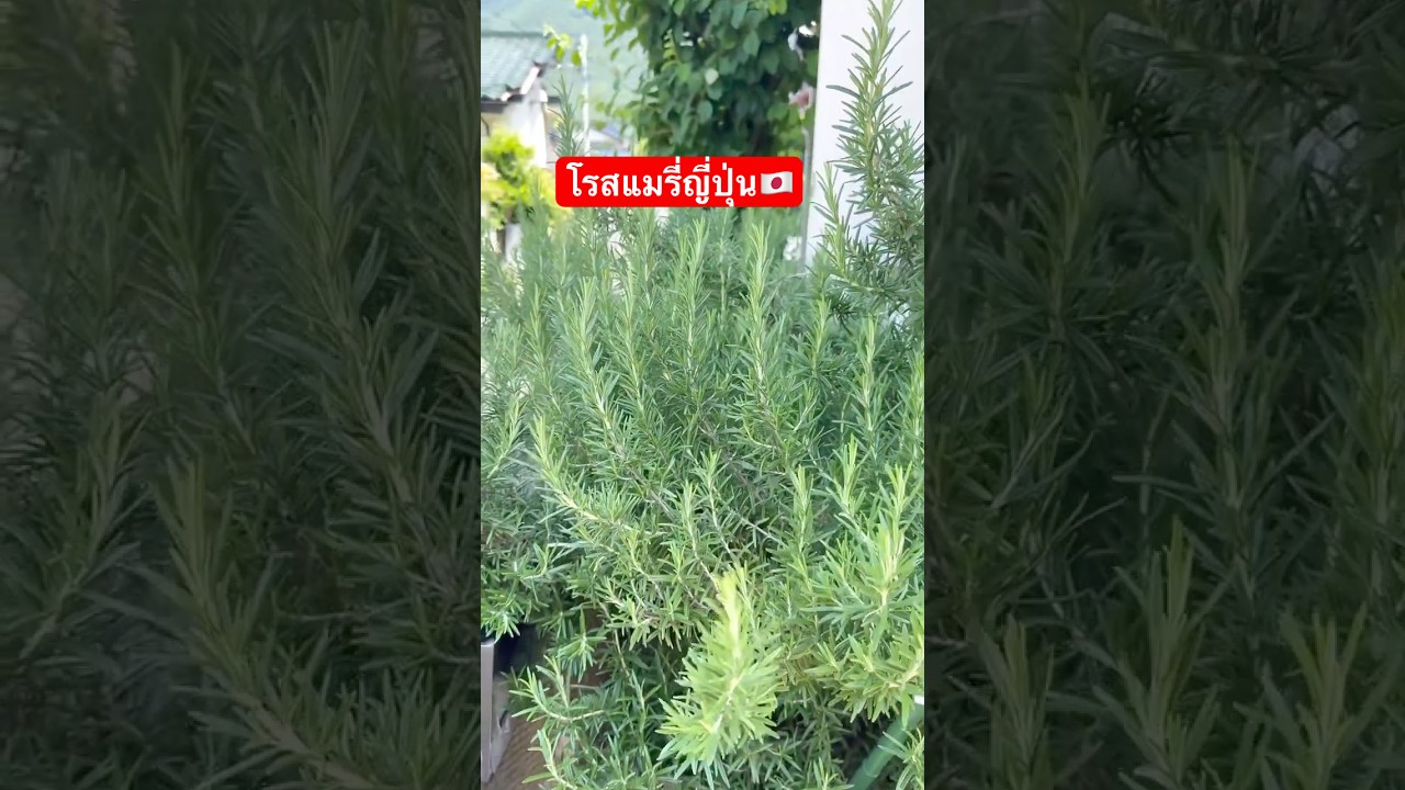 โรสแมรี่ญี่ปุ่น🇯🇵