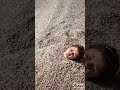I Am On Vacation ЁЯЩВ Shorts Trending Viral Short Youtube Tiktok Subscribetomychannel Funny I Am On Vacation ЁЯЩВ Shorts Trending Viral Short Youtube Tiktok Subscribetomychannel Funny