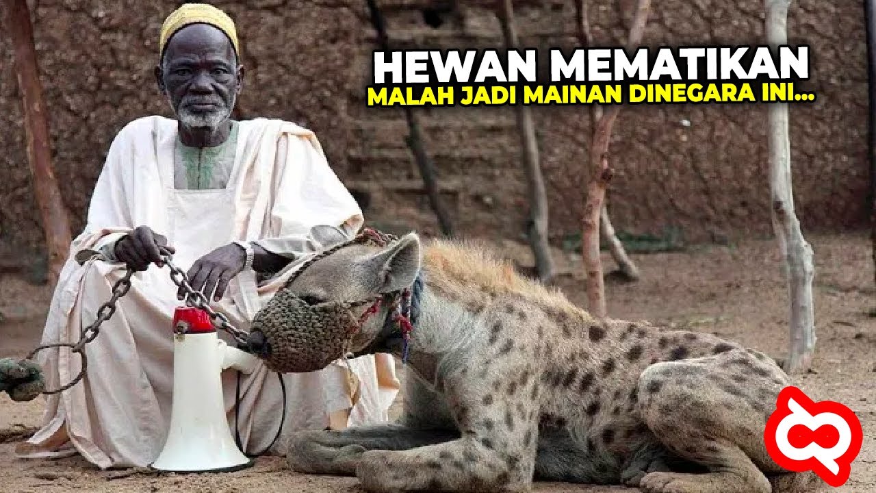 Bukti Nyali Orang Afrika Tidak Ada Tandingannya Hewan  