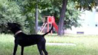 Pitbull From Hungary