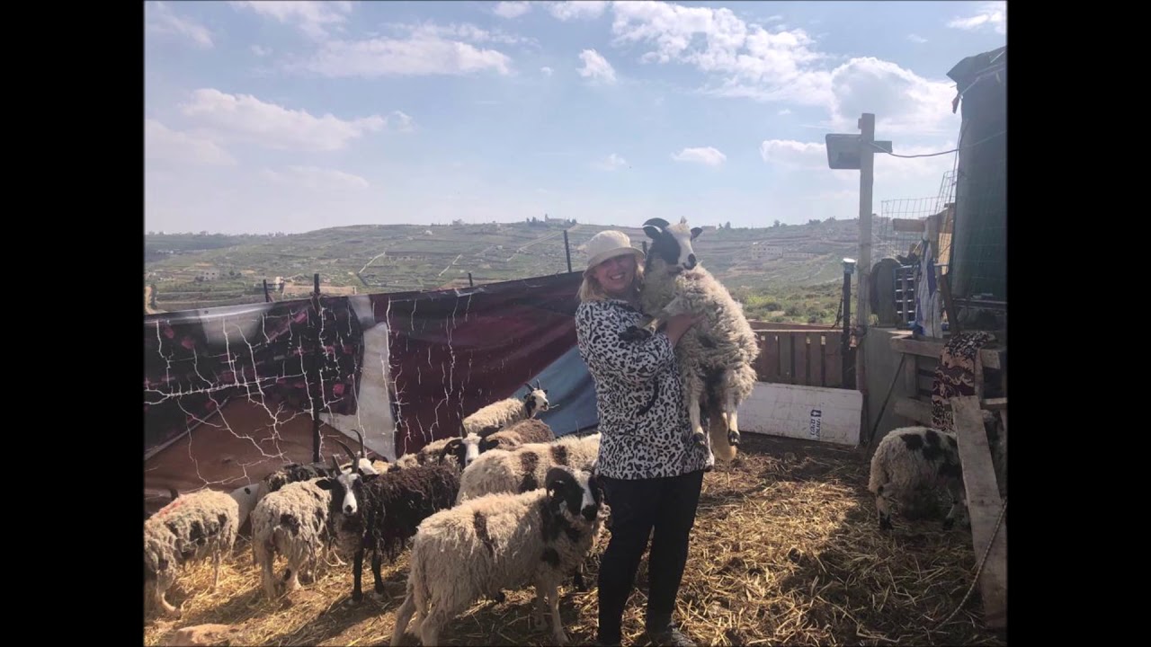 Rejuvenation: Jenna’s Journey with Jacob’s Sheep
