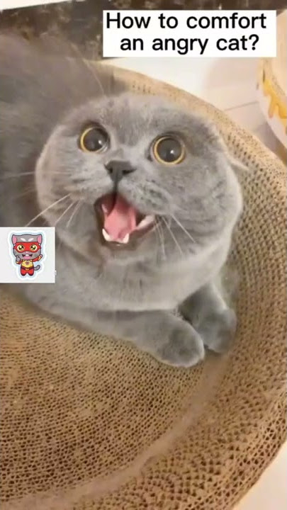 How To Calm An Angry Cat !!!