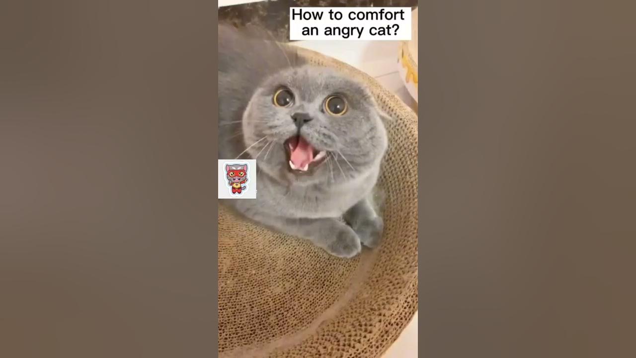 How to Calm an Angry Cat - Catster