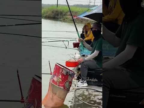 Con trôi cán củ hồ lò gạch - T5 #caođàitổng #fishing #đồngquê