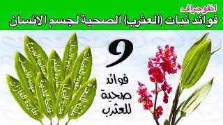 فوائد صحية مذهلة لنبات (العثرب) لجسم الانسان