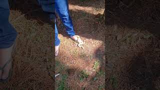 auxiliarveterinario nature apaixonadosporcarnivoras cobravenenosa