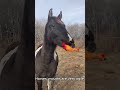 Cutest Goofy Horses Compilation – Nonstop Laughs#Compilation2026 #FunnyCompilation