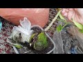 воздушное  черенкование цитрусовых растений часть 2