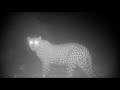 Leopard Camera Trap Project Episode 2 : Ravenscourt and Basile find each other to mate!