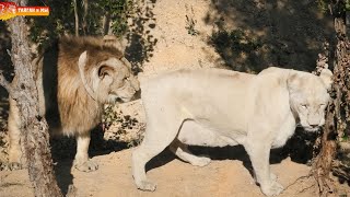 Мы его теряем! Белая Фея увела Гирея! Львы. Тайган. Lions life in Taigan.